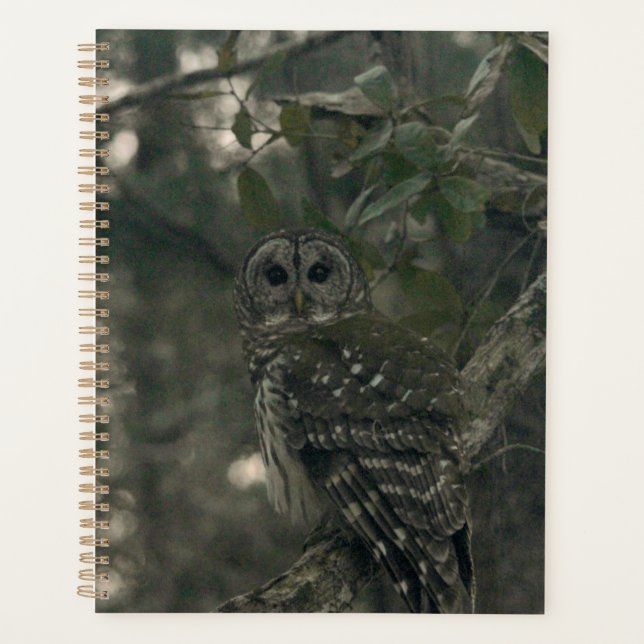 Owl in the Forest Planner (Front)