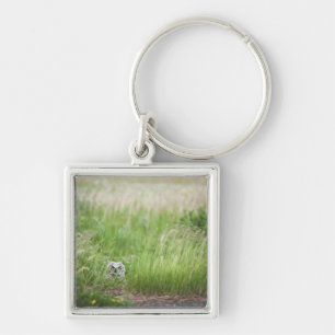 Owl In The Grass Keychain
