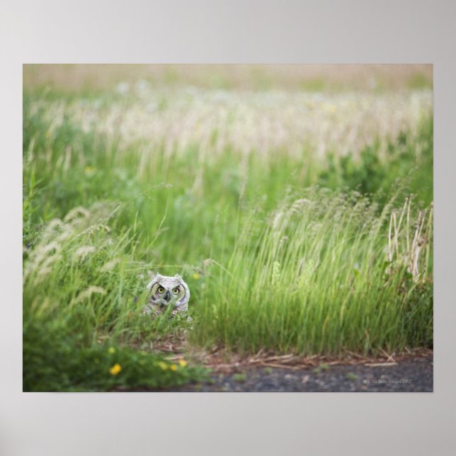 Owl In The Grass Poster (Front)