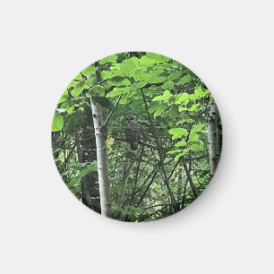 Owl in the Trees, Oregon Magnet