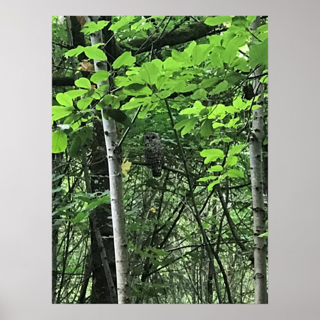 Owl in the Trees, Oregon Poster (Front)