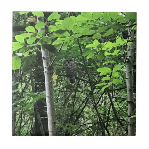 Owl in the Trees, Oregon Tile