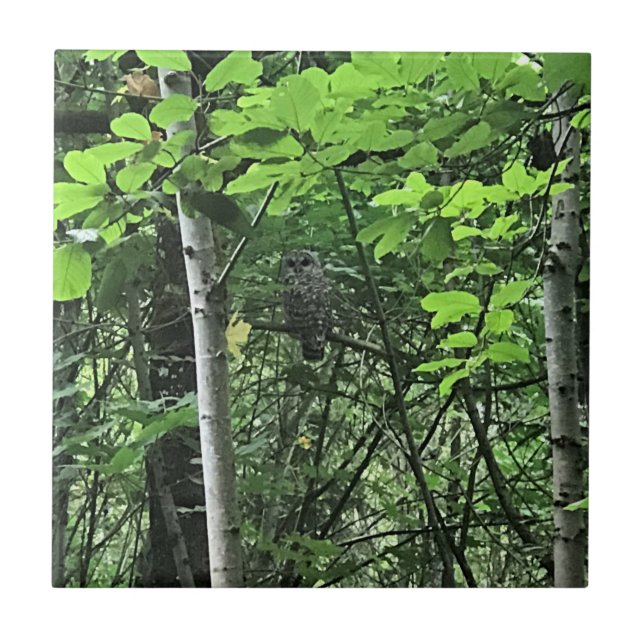Owl in the Trees, Oregon Tile (Front)