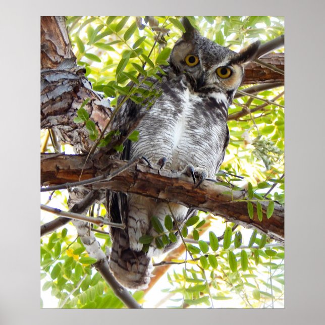 Owl Looking Down From Branch Poster (Front)