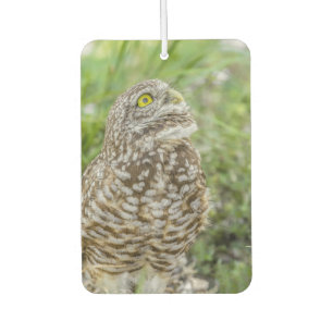 Owl Looking Up Air Freshener