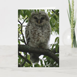 Owl Luv Card
