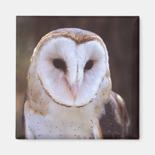 owl magnet