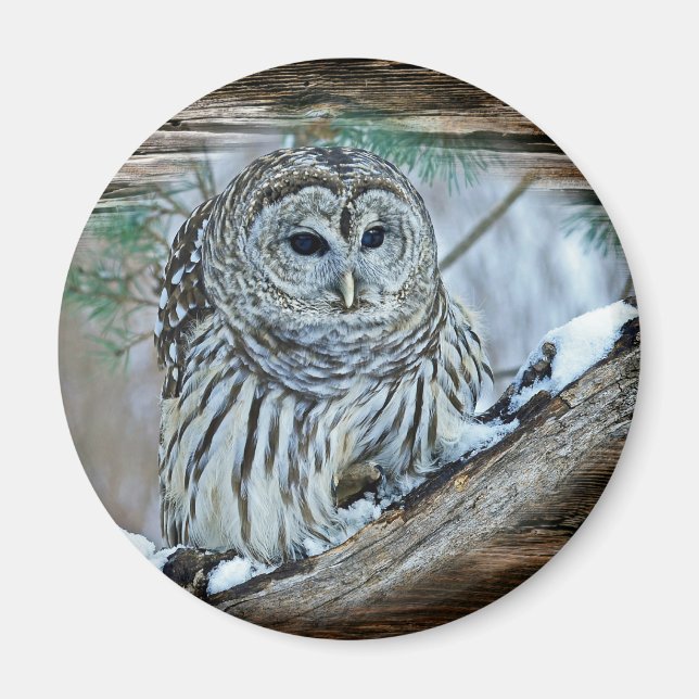 Owl Magnet (Front)