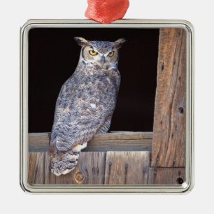 Owl perched in a window metal ornament