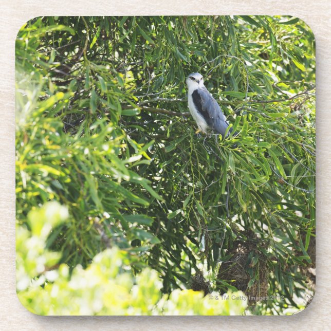 Owl perching on a tree coaster (Front)