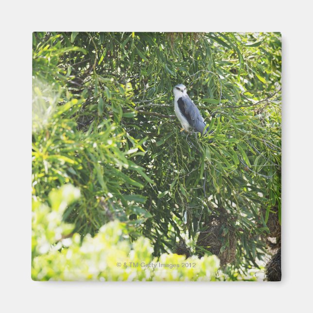 Owl perching on a tree magnet (Front)