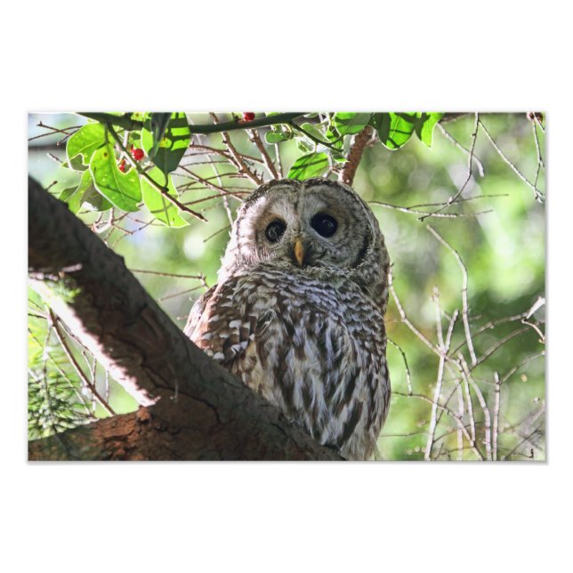 Owl Photo (Front)
