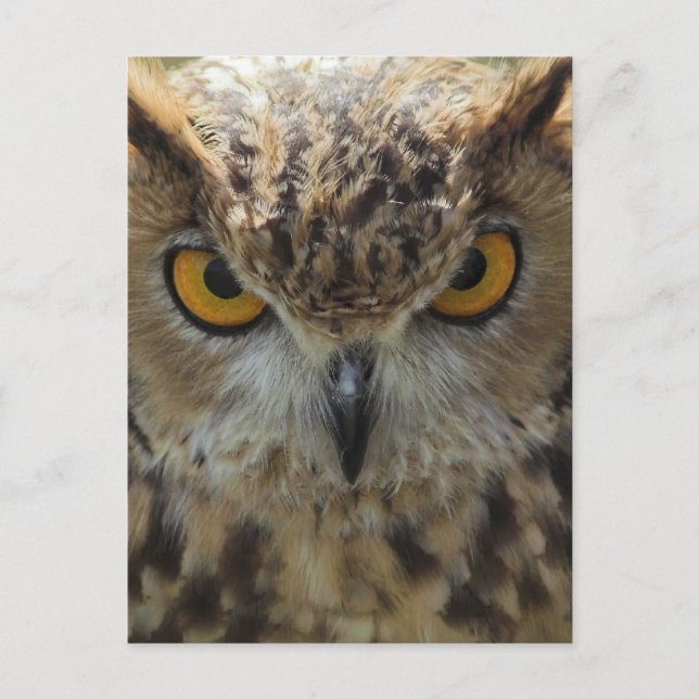Owl Photo Postcard (Front)
