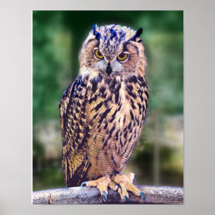 Owl Photo Poster