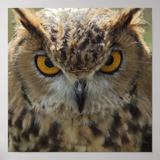 Owl Photo Poster Print (Front)