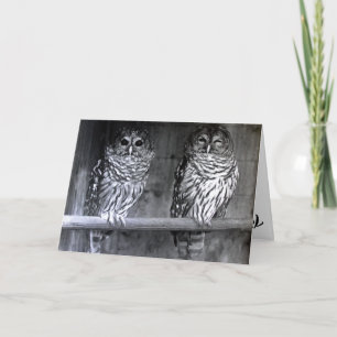 Owl Photograph Greeting Cards
