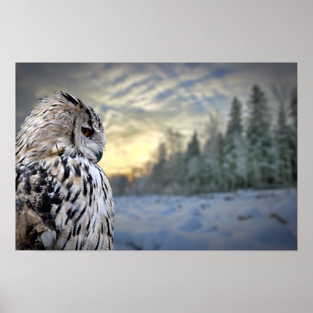 Owl portrait on winter forest background poster (Front)
