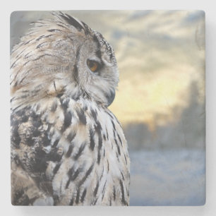 Owl portrait on winter forest background stone coaster