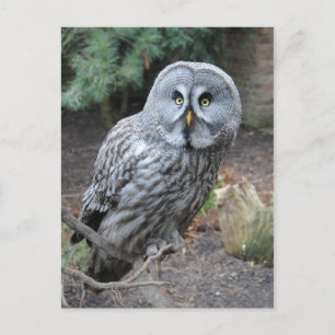 Owl Portrait Photograph Postcard
