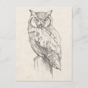 Owl Portrait - Sketch Postcard
