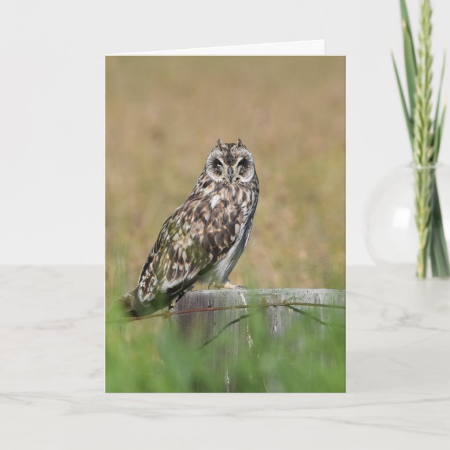 Owl Posing Card (Front)