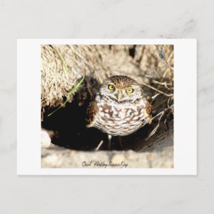 Owl . Postcard