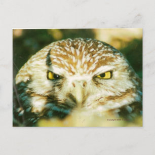 OWL  POSTCARD