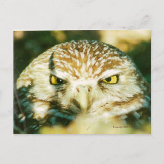 OWL  POSTCARD