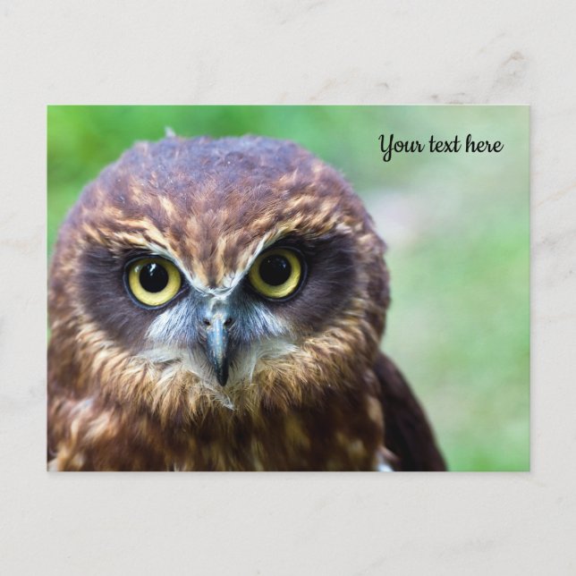 Owl Postcard (Front)