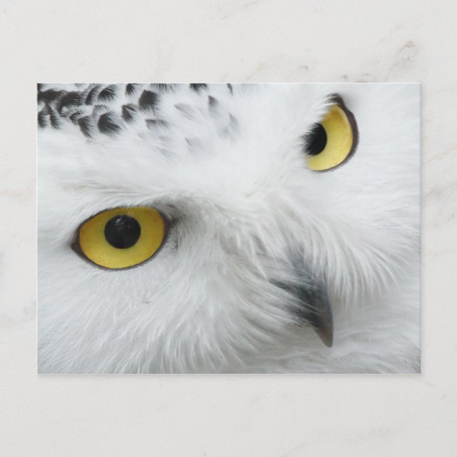 Owl Postcard (Front)