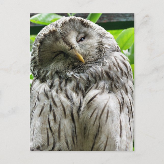 OWL POSTCARD (Front)