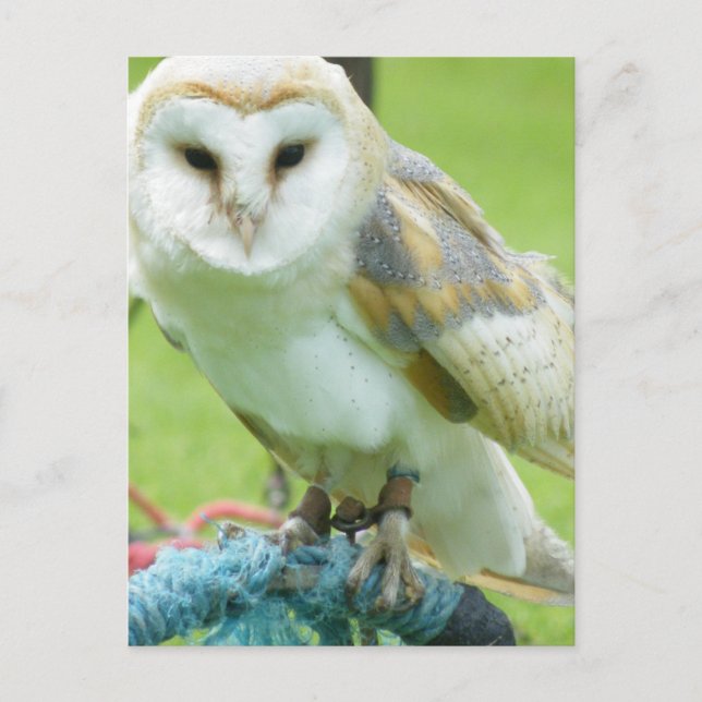 Owl Postcard (Front)