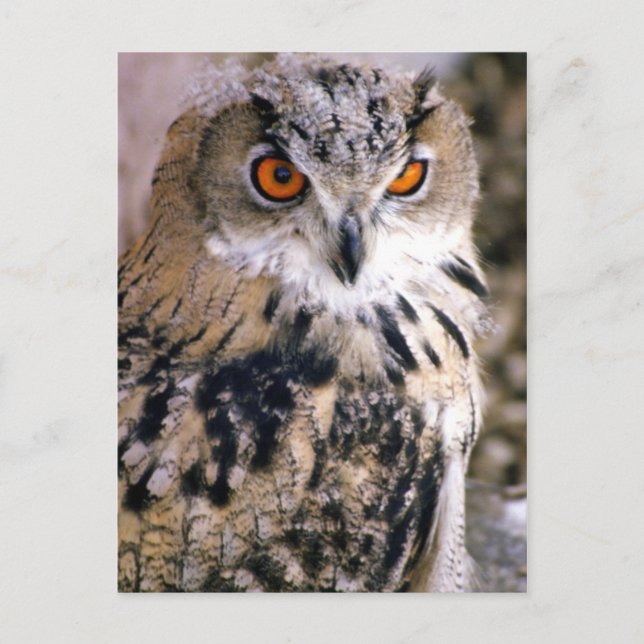 owl postcard (Front)