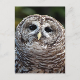 Owl Postcard