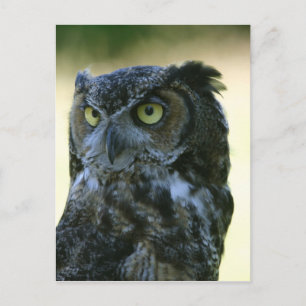 Owl Postcard