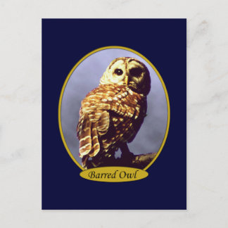 Owl Postcard 5