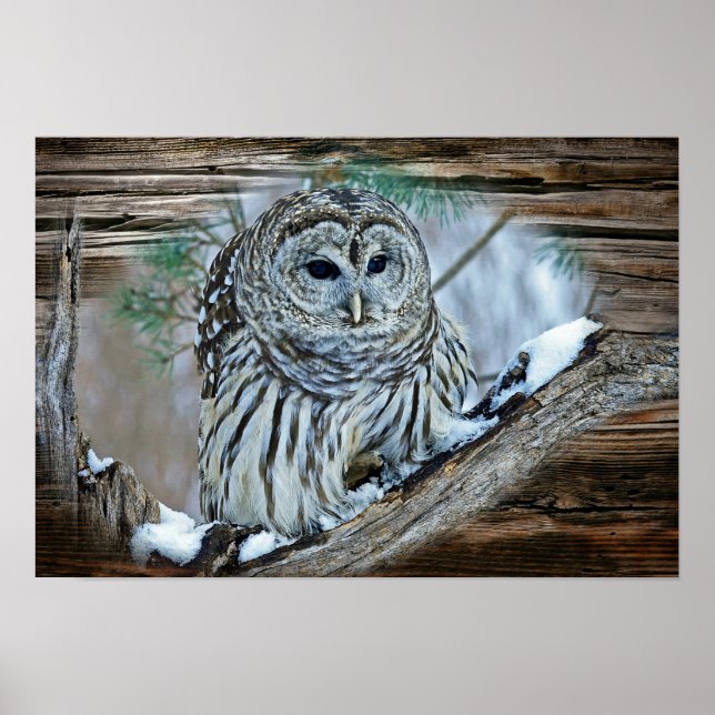 Owl Poster (Front)