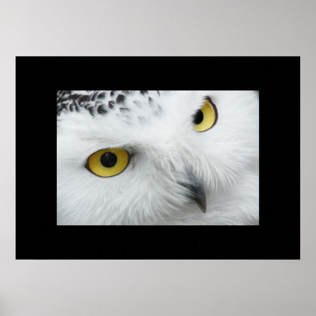 Owl Poster (Front)