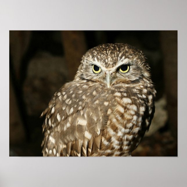 Owl Poster (Front)