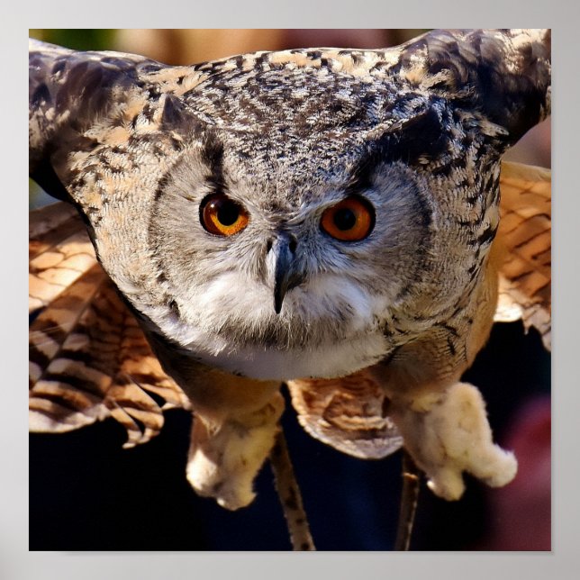 Owl Poster (Front)