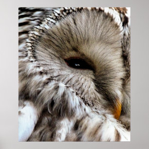 OWL POSTER