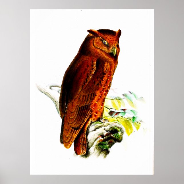 Owl Poster Print (Front)