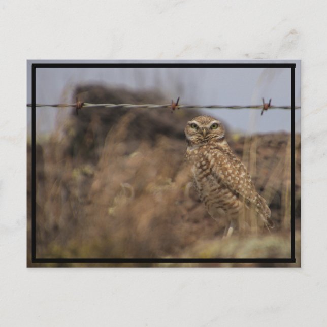 owl see you! postcard (Front)