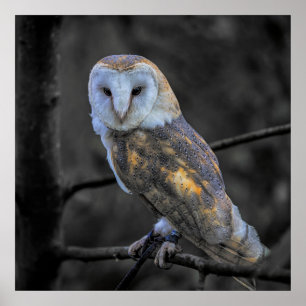 Owl : Selective Colour Photography Poster
