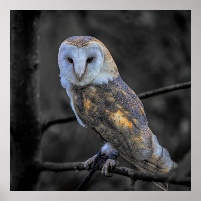 Owl : Selective Colour Photography Poster (Front)