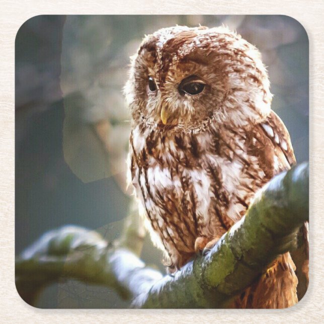 Owl Square Paper Coaster (Front)
