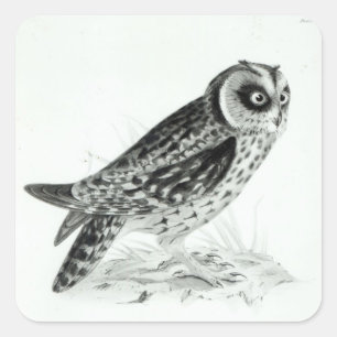 Owl Square Sticker