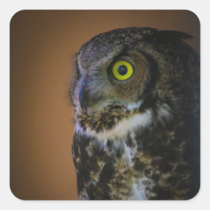 owl square sticker