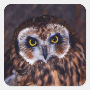 owl square sticker