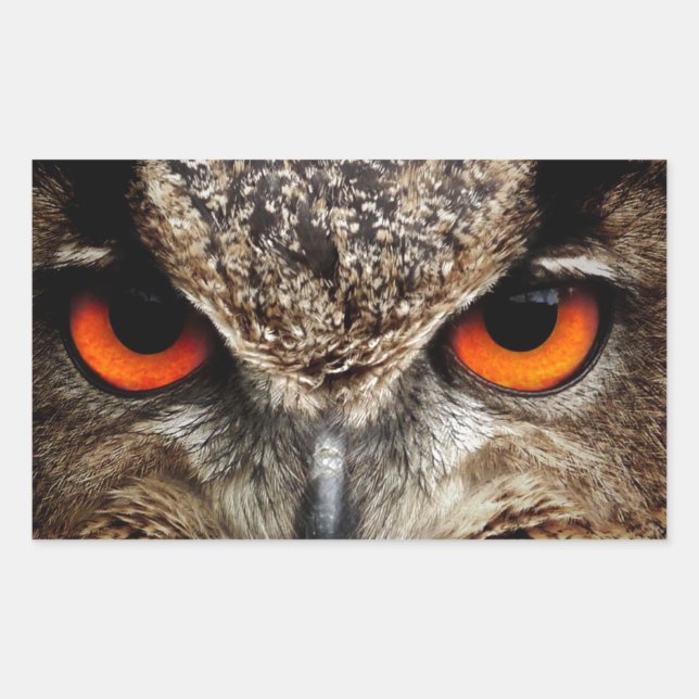 Owl Sticker (Front)